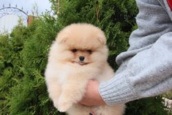 Ayicik Orjinal Pomeranian Boo Yavrularimiz 1