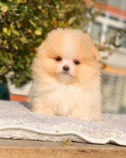 Pomeranian Boo Teddy Bear Yavrular 3