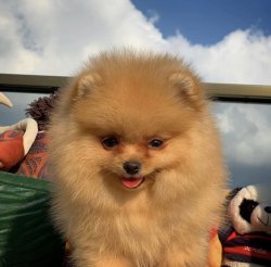 Teacup Boy Gülen Surat Yavrularımızdan 2
