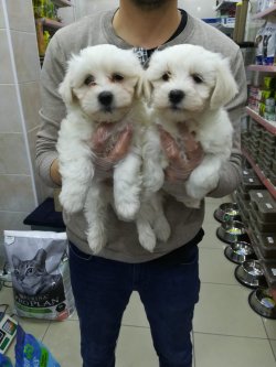 MALTESE TERRIER  YAVRULARIMIZ 3