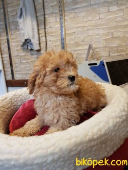 Toy Poodle 2 Aylık Sağlık Ve Irk Garantili 2