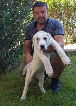 Alabay Yavruları 1
