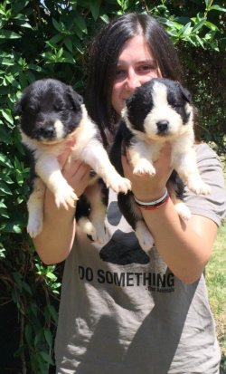 Çiftliğimizden Border Collie Yavrularımız 2