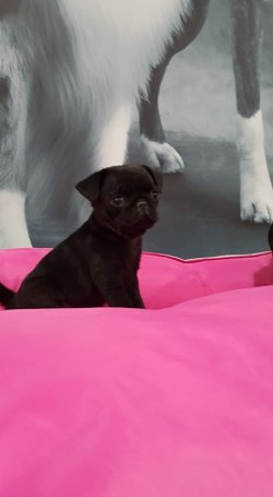 Kalite Ve Güvenin Tek Adresinden PUG Yavrulari 1