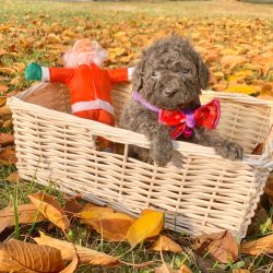 Toy Poodle Silver Renk Teacup Yavrularımız 2