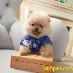 Pomeranian Mini Ayıcık Yavrularımız 3