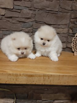TEDDY BEAR AYI SURAT POMERANİAN BOO DOG YAVRU VE YETİŞKİNLER 2