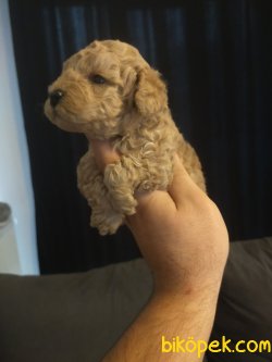 A KALİTE EV DOĞUMU TOY POODLE YAVRULAR 3
