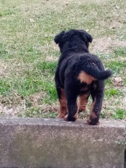 Rotweiller Yavrular 5