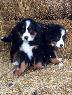 Bernese Mountain Dog Yavruları 2