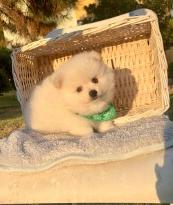 Pomeranian Boo Yavrular 3