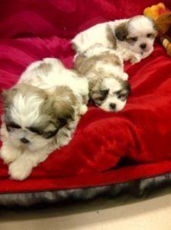 SATİLİK SHIH TZU YAVRULARI 1