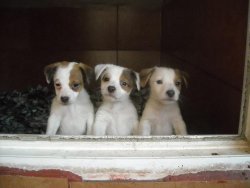 Mükemmel Kalitedede Jack Russel Yavrularımız 3