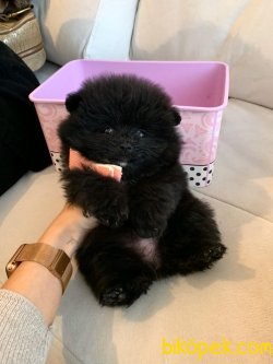 Pomeranian Teddy Face Mini Ayıcık Yavrularımız 2