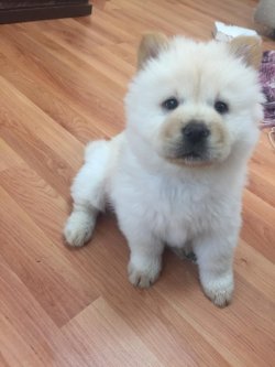 Satılık Safkan Chow Chow Yavrularımız 3