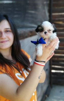 Minik Shihtzu Yavrularımız 3