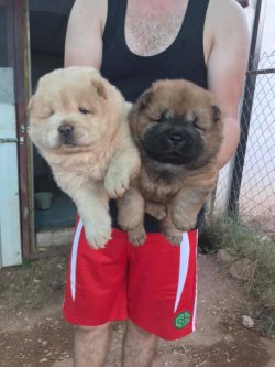 Beyaz Chow Chow Yavrularımız 1