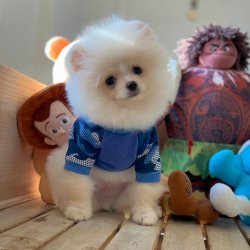 Güncel PomeranianBoo Oğlumuz 1