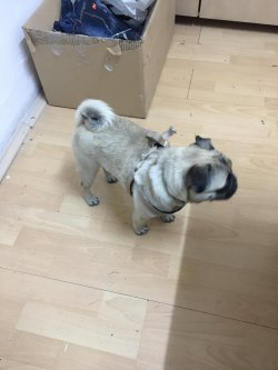 DİŞİ 10 AYLIK PUGMOPS 3