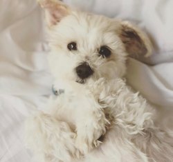 1 Yaşında Maltese Terrier 1