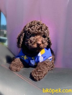 SAFKAN TOY POODLE YAVRULARIMIZ 2