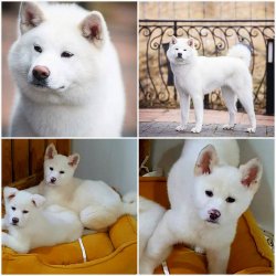AKITA INU YAVRULARIMIZ 1