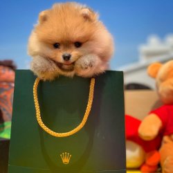Ab Pasaport Karneli Safkan Pomeranian Boo 3