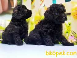 SİYAH TOY POODLE YAVRU 4