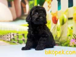 SİYAH TOY POODLE YAVRU 3