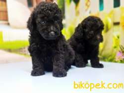 SİYAH TOY POODLE YAVRU 2