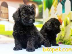 SİYAH TOY POODLE YAVRU 1