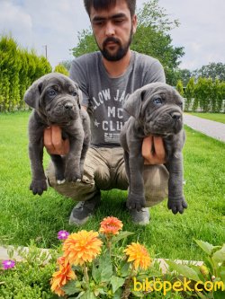 Cane Corsa Alan Koruma Köpeği Mükemmel Yavrular 1