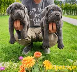 Cane Corsa Alan Koruma Köpeği Yavruları 5