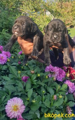Cane Corsa Alan Koruma Köpeği Yavrularım 3