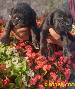 Cane Corsa Alan Koruma Köpeği Yavrularım 1