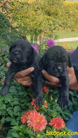 Cane Corsa Alan Koruma Köpeği Yavrularım 2