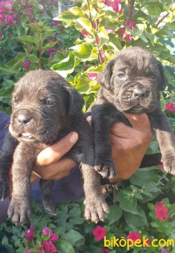 Cane Corsa Alan Koruma Köpeği Yavrularım 4