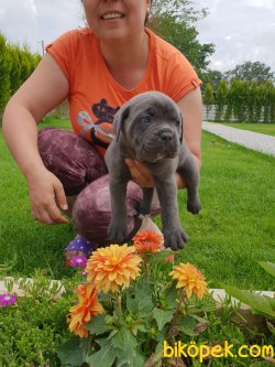 Cane Corsa Bekçi Köpeği Yavrularım Kalite Asla Tesadüf Değildir 1