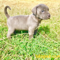 Cane Corsa Blue Bebeklerimiz 1