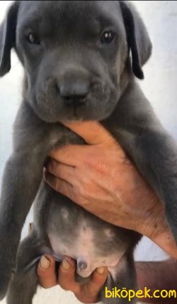 Cane Corsa Blue Bebeklerimiz 3