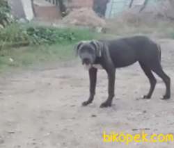 Cane Corsa Dışı 8 Aylık  Tüm Aşıları Biga Veterineri Dan Yapılmış 2