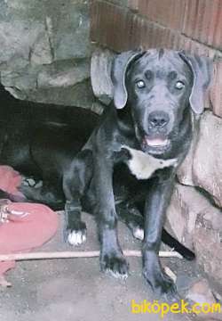 Cane Corsa Dışı 8 Aylık  Tüm Aşıları Biga Veterineri Dan Yapılmış 3