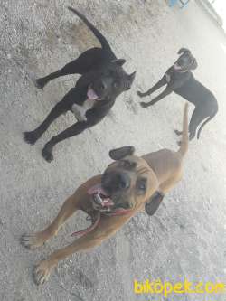 Cane Corsa Dışı 8 Aylık  Tüm Aşıları Biga Veterineri Dan Yapılmış 5