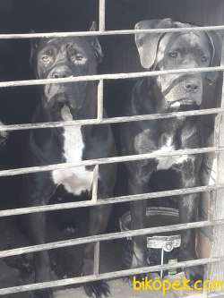 Cane Corsa Dışı 8 Aylık  Tüm Aşıları Biga Veterineri Dan Yapılmış 1