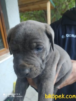 Cane Corsa Irk Garantili 1