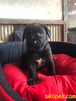 Cane Corsa Irk Garantili 3