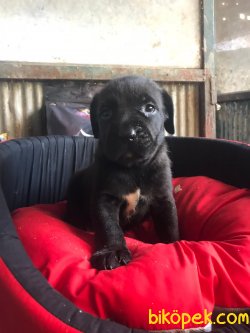 Cane Corsa Irk Garantili 2