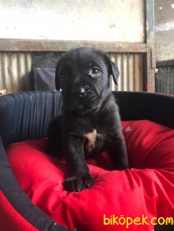 Cane Corsa Irk Garantili 4