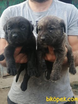 Cane Corsa Irk Garantili 5
