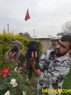 Cane Corsa Orjinal Irk Köpek Yavrularımız 1